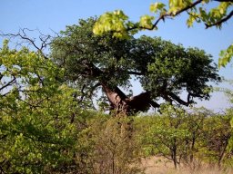 Baobab among mopane