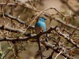 Blue waxbill