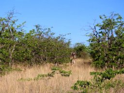 Zebra among mopane
