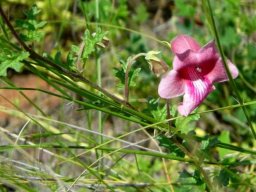 Dicerocaryum senecioides