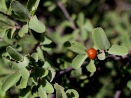 Grewia flava grey-green leaves