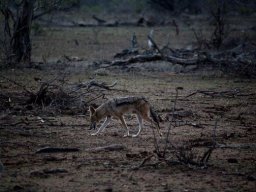 Black-backed jackal