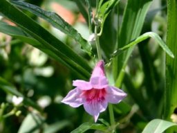 Sesamum alatum flower and leaves