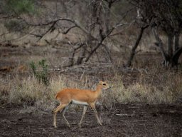 Steenbok in winter