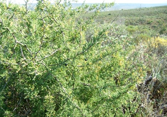Asparagus capensis at Oudtshoorn