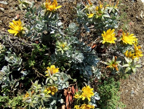 Berkheya cuneata, the flenniebos