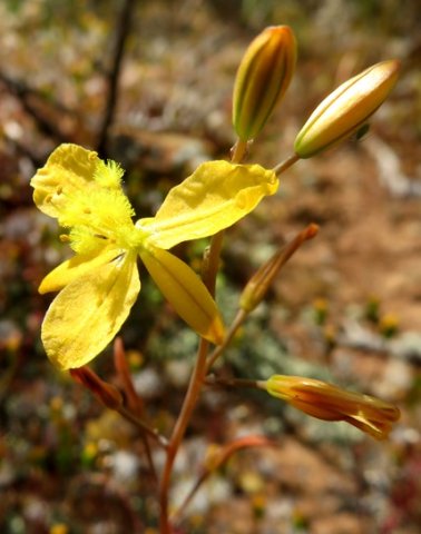 Bulbine succulenta, dikkopieva