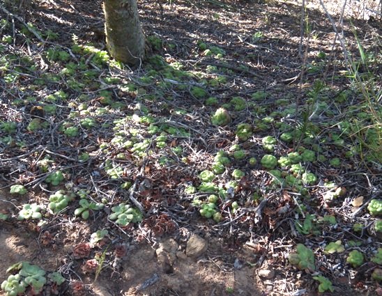 Crassula orbicularis, a sparse groundcover