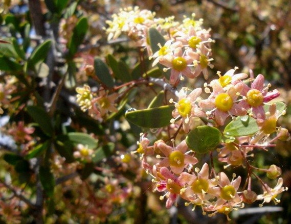 Gloveria integrifolia flowers