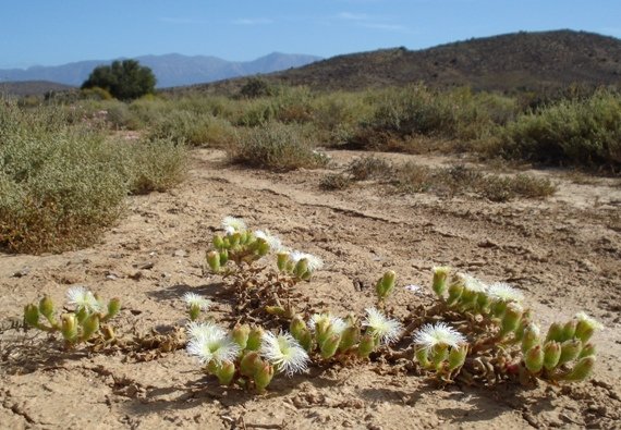 Mesembryanthemum guerichianum