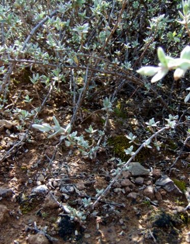 Pteronia glauca stems curving down