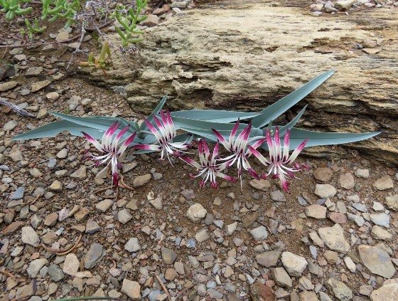 Ornithoglossum undulatum on the lookout