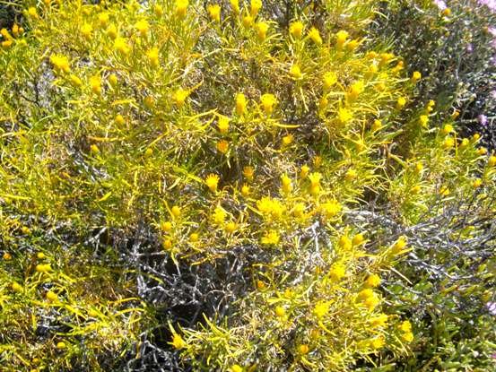 Pteronia pallens or Scholtzbos