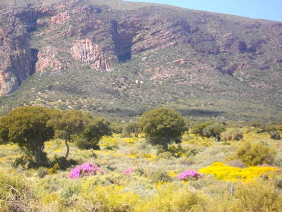 Spring splendour
