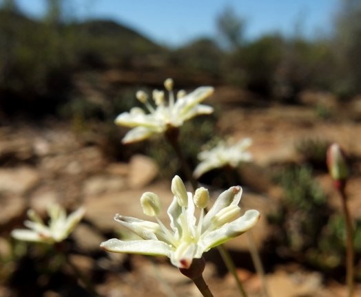 Strumaria gemmata autumn flowers