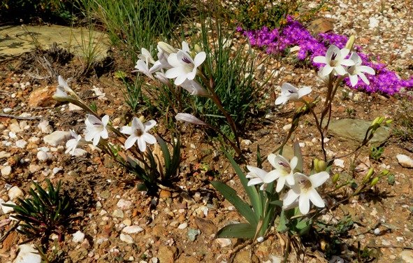Tritonia gladiolaris in stony Barrydale veld