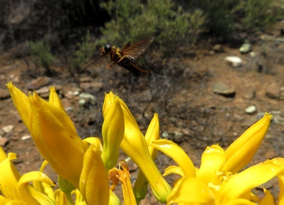 Tylecodon cacalioides pollinator approaching
