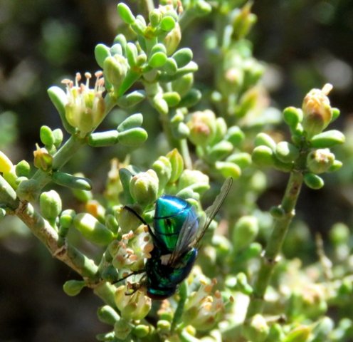 Zygophyllum retrofractum