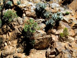 Aloe comptonii suspended by strong stems
