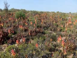 Aloe microstigma in profusion