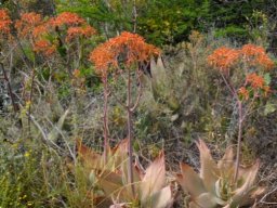 Aloe striata flowering near Barrydale