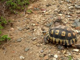 Angulate tortoise gathering speed