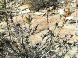 Blepharis capensis and comrades colonising a slab of rock