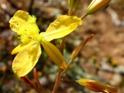 Bulbine succulenta, dikkopieva