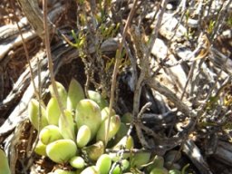 Cotyledon papillaris