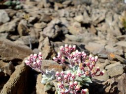 Crassula deltoidea on the rocks