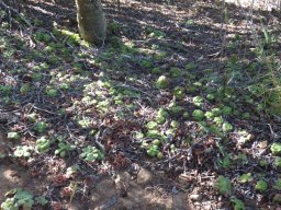 Crassula orbicularis, a sparse groundcover