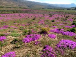 A Drosanthemum celebration