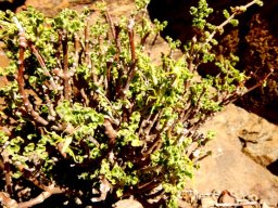 Fockea capensis, kambro