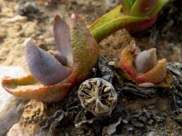 Glottiphyllum carnosum in multicoloured garb
