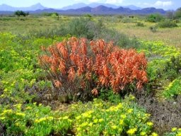 Gonialoe variegata, painted from a rich palette