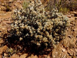Macledium spinosum