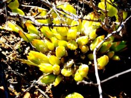 Mesembryanthemum tortuosum