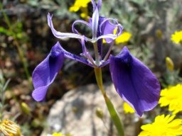 Moraea regalis style branches above tepals