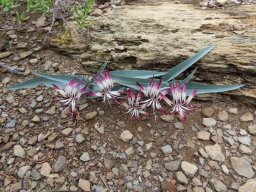 Ornithoglossum undulatum on the lookout