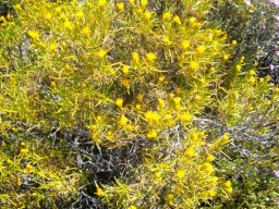 Pteronia pallens or Scholtzbos