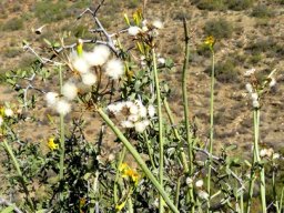 Senecio junceus 