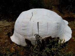 Dead tortoise shell alive with stories