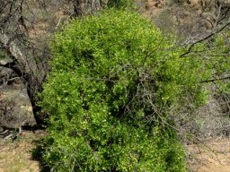 Zygophyllum foetidum scrambling