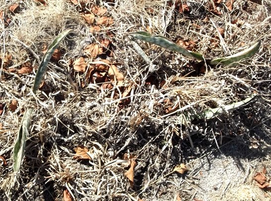 Sansevieria hyacinthoides in the grass