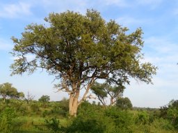 Combretum imberbe