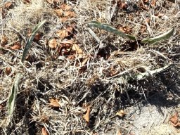Sansevieria hyacinthoides in the grass