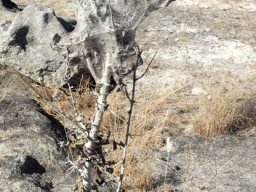 Social spider nest