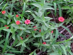 Zinnia peruviana