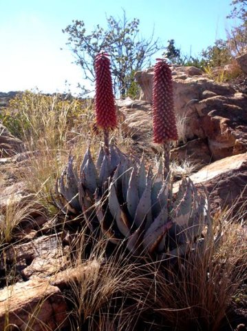 Aloe peglerae