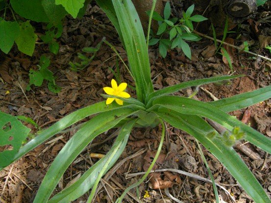 Hypoxis hemerocallidea
